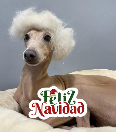 Elvis Di Ernesto Sevilla